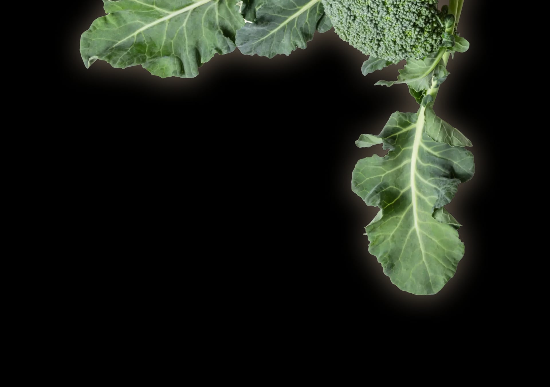 Broccoli